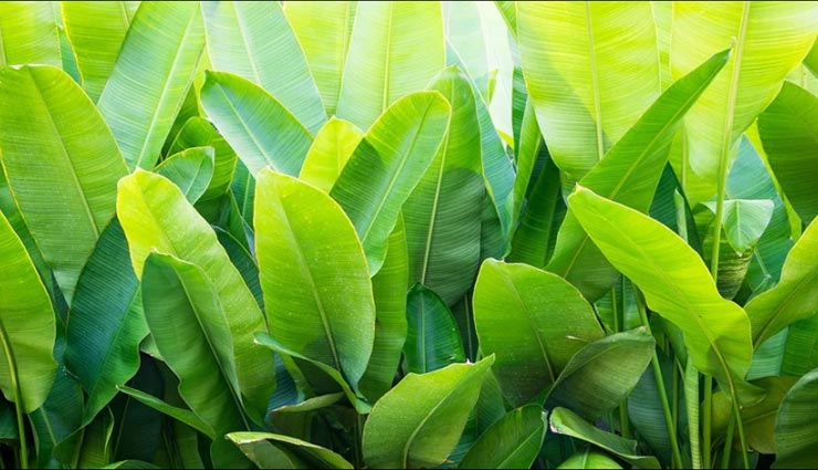 वास्तु के ये उपाय दिलाएंगे करियर में आपको सफलता, दूर होगी सभी बाधाएं vastu tips,vastu tips in hindi,vastu measures,success in career