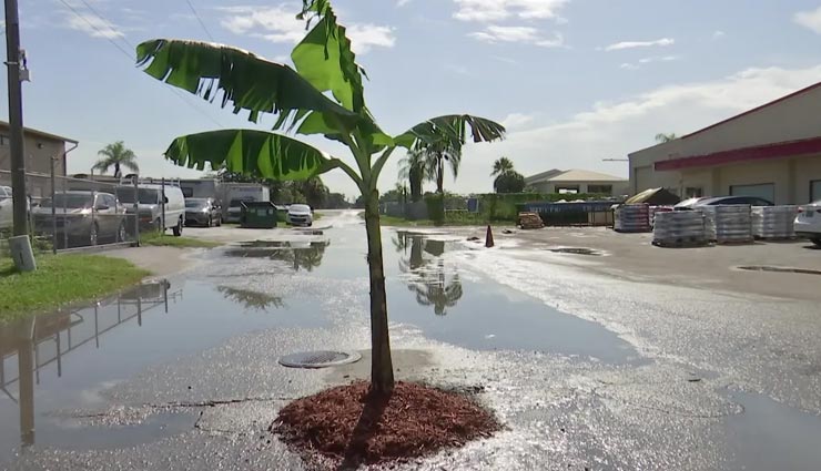 बीच सड़क पर केले का पेड़ लगाने की वजह कर रही सभी को हैरान, जानें पूरा माजरा 
