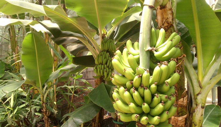 plant these tree at your home according to vastushashtra,vastu tips in hindi