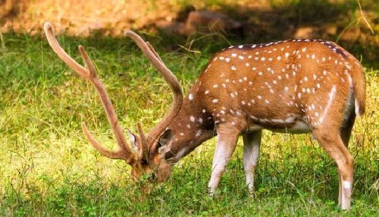 national parks in rajasthan,wildlife sanctuaries rajasthan,rajasthan wildlife,top national parks rajasthan,wildlife tourism rajasthan,rajasthan nature reserves,explore rajasthan parks,wildlife safaris rajasthan,rajasthan natural beauty