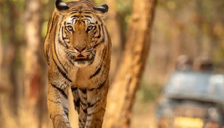 tourist places in madhya pradesh,best places to visit in madhya pradesh,madhya pradesh travel guide,khajuraho temples,bandhavgarh national park,ujjain pilgrimage,pachmarhi hill station,orchha historic town,kanha national park,gwalior forts,bhopal attractions,sanchi buddhist site,maheshwar handloom sarees