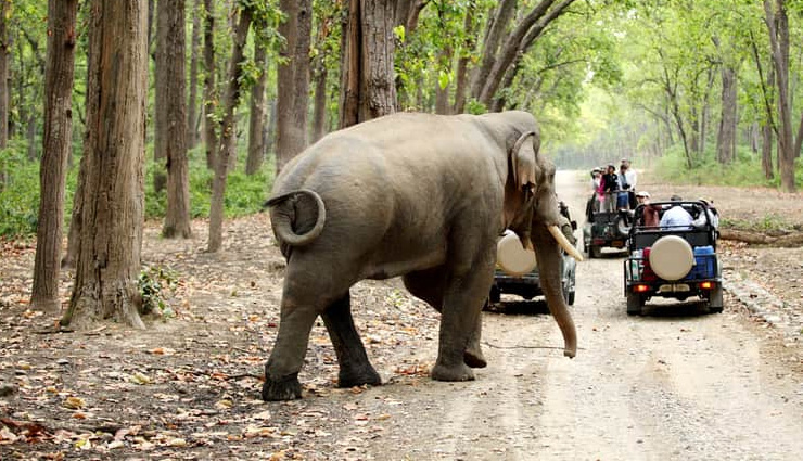 jungle,jungle safari,best jungle safari,best jungle safari to visit,travel,holidays,travel guide