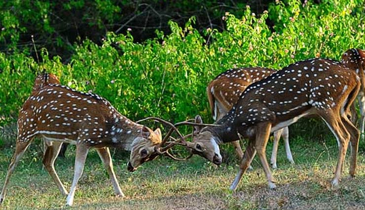 bandipur national park,karnataka