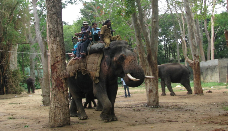 elephant safari,elephant ride,wildlife exploration,elephant safari adventure,elephant safari experience,elephant-back safari,elephant tour,elephant safari destinations,elephant safari tips,wildlife encounters on elephant safari,elephant safari attractions,unique wildlife experiences,elephant safari rides,wildlife tourism,wildlife conservation