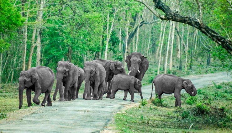 you must visit these 5 forests if you love nature