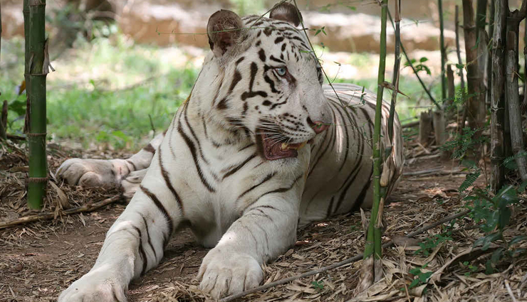 bangalore,things to do in bangalore,places to visit in bangalore,bangalore palace,cubbon park,urban life at mg road,lalbagh,bannerghatta national park,ub city mall