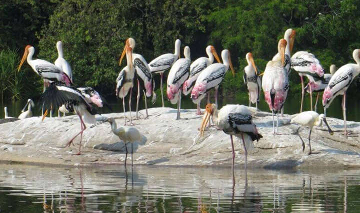 wildlife places you can explore near bangalore,holiday,travel,tourism