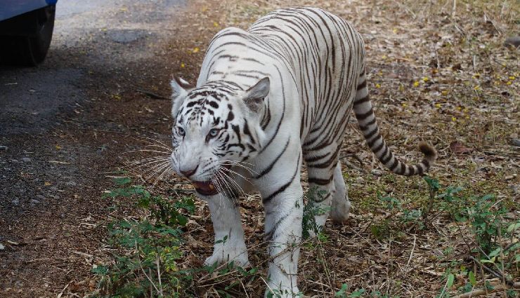 best places to visit in bangalore 2025,bangalore travel guide,bengaluru attractions,bangalore sightseeing,vaastu tips bangalore,bangalore tourism,parks in bangalore,temples in bangalore,bangalore nightlife,bangalore culture,places to visit near bangalore,bangalore history,travel bangalore 2025