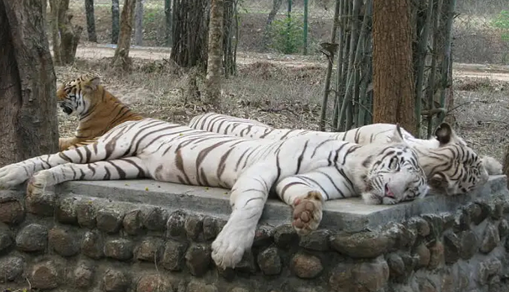 fun activities in bangalore,things to do in bangalore,bangalore attractions,bangalore tourism,explore bangalore,best experiences in bangalore,bangalore sightseeing,adventure in bangalore,entertainment in bangalore,bangalore city tour,outdoor activities in bangalore,cultural experiences in bangalore,nightlife in bangalore,shopping in bangalore,food and dining in bangalore,family-friendly activities in bangalore,weekend getaways from bangalore,historical sites in bangalore,parks and gardens in bangalore,bangalore travel recommendations