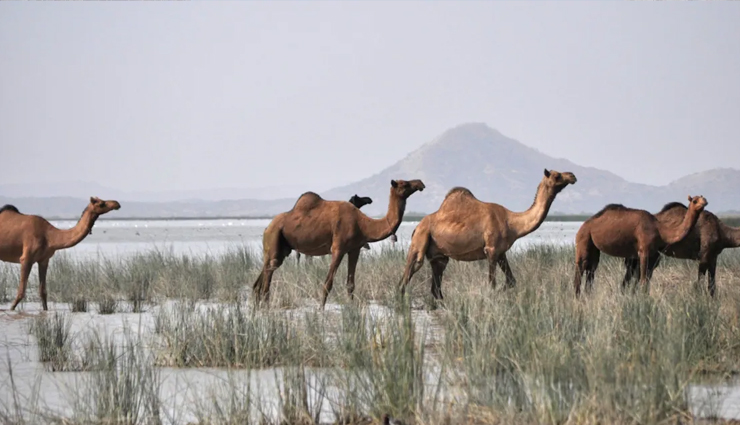 10 wonders of nature in india,needle hole point,lonar crater lake,dudhsagar falls,belum caves,borra caves,magnetic hill,living tree bridges cherrapunji,marble rocks,banni grasslands reserve,loktak floating lake,natural wonders india,top natural attractions india,scenic spots india,unique nature destinations india,must-see natural wonders india