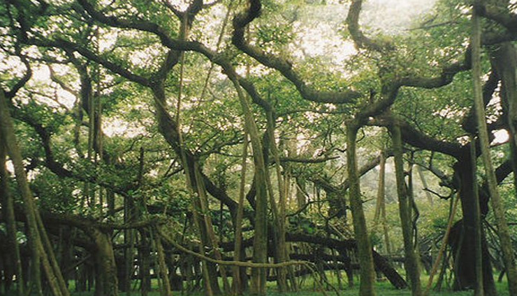 mythological importance of banyan tree,banyan tree tricks,banyan tree,astrology tips,astrology tricks