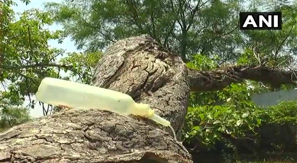 banyan tree,pillalamarri,mahabubnagar,telangana,saline drip