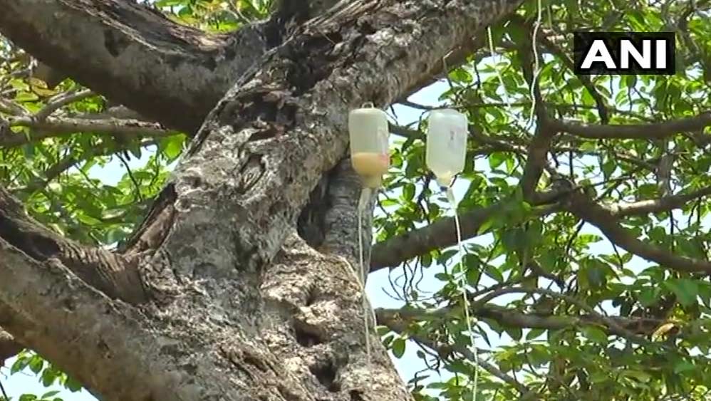 banyan tree,pillalamarri,mahabubnagar,telangana,saline drip