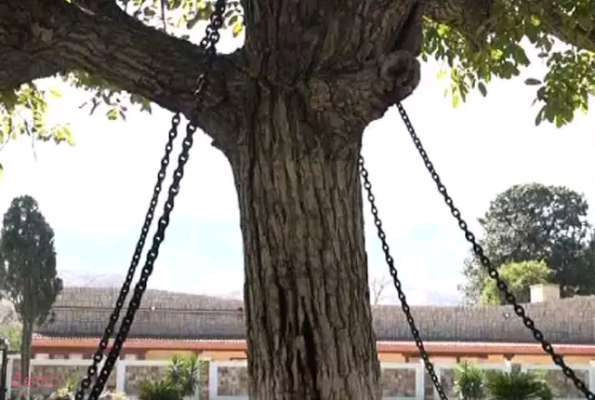 banyan tree is under arrest,pakistan,banyan tree ,पाकिस्तान, जंजीरों से बंधा पेड़, पेड़ की गिरफ़्तारी, पेड़ की दिलचस्प कहानी 