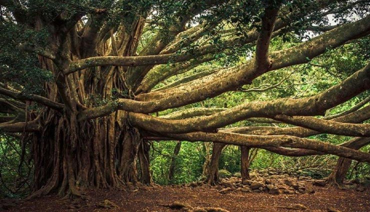 जानें क्यों गिनीज वर्ल्ड रिकॉर्ड में दर्ज है इस बरगद के पेड़ का नाम weird news,weird information,worlds largest banyan tree,guinesse world record