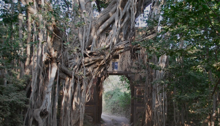 ranthambore national park,interesting facts,royal hunts,machali,tiger reserve,wildlife protection act,hot air ballooning,major lakes,wildlife sanctuary,birdwatche paradise