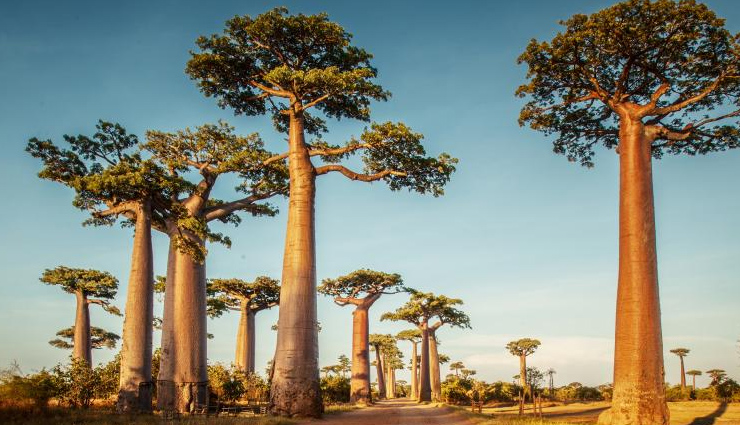 health benefits of baobab,healthy living,Health tips,baobab benefits