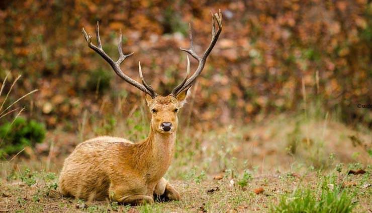 national parks in india,national parks to spot barasingha,barasingha in india,kanha national park,madhya pradesh,kaziranga national park,assam,pilibhit tiger reserve,uttar pradesh,manas national park,assam,satpura national park,madhya pradesh