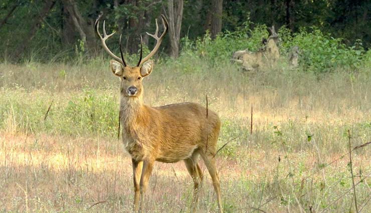 national parks in india,national parks to spot barasingha,barasingha in india,kanha national park,madhya pradesh,kaziranga national park,assam,pilibhit tiger reserve,uttar pradesh,manas national park,assam,satpura national park,madhya pradesh