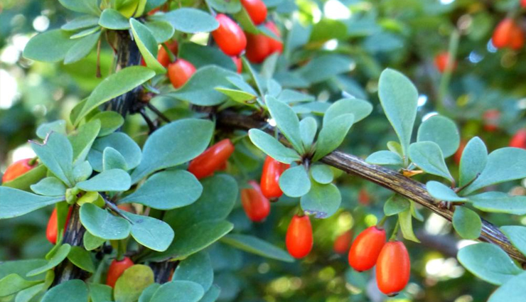 burning eyes,home remedies to treat burning eyes,burning eyes problem,tips to get rid of burning eyes,eyes care tips,eyes care,Health,Health tips