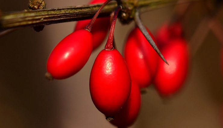 barberry fruit benefits for health,medicinal benefits of barberry fruit,nutritional benefits of barberry fruit,surprising benefits of barberry fruit for health,barberry fruit for immune system,barberry fruit for digestion,barberry fruit for respiratory health,barberry fruit for skin and hair,barberry fruit for weight loss,barberry fruit for diabetes,barberry fruit for cholesterol,barberry fruit for arthritis,barberry fruit for inflammation,barberry fruit for cancer prevention,barberry fruit for liver health,barberry fruit for heart health,barberry fruit for brain function,barberry fruit for reproductive health,barberry fruit antioxidant benefits,barberry fruit anti-aging benefits