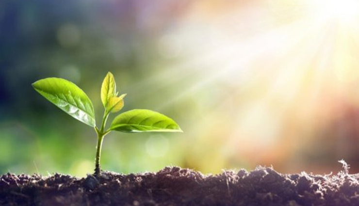 health benefits of barberry,barberry,Health tips,fitness tips