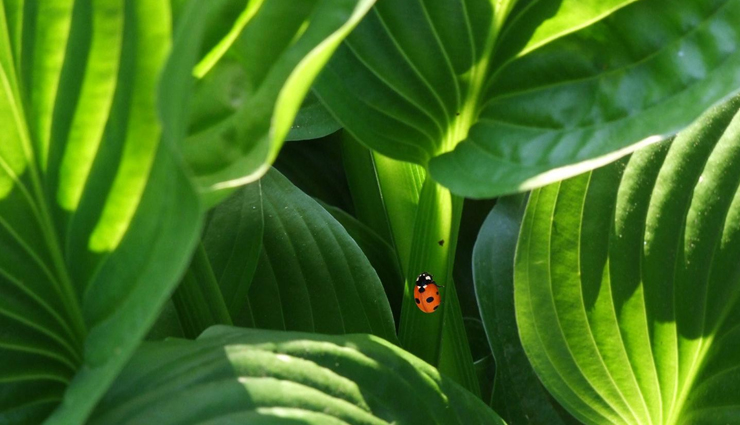 health benefits of barberry fruit,nutritional value of barberry fruit,barberry fruit and its medicinal properties,barberry fruit for weight loss,barberry fruit for skin and hair,barberry fruit and its antioxidant properties,barberry fruit and its anti-inflammatory properties,barberry fruit for digestion and gut health,barberry fruit and its role in boosting immunity,barberry fruit and its benefits for eye health,barberry fruit and its benefits for bone health,barberry fruit and its benefits for heart health,barberry fruit and its benefits for diabetes management,barberry fruit and its benefits for reducing the risk of cancer,barberry fruit and its benefits for liver health