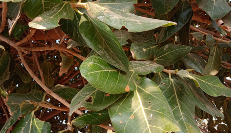 चहरे को मस्सों से मुक्ति दिलाएंगे ये 10 घरेलू उपाय, आजमाते ही दिखने लगेगा असर
facial wart remedies,treatments for facial warts,facial wart removal options,wart removal for face,remedies for facial wart removal,facial wart treatment methods,facial wart removal solutions,facial wart care remedies,treating warts on the face,removing warts from the face,facial wart removal techniques,natural remedies for facial warts,facial wart treatment at home,facial wart remedies that work,getting rid of facial warts naturally,diy facial wart treatments,facial wart healing methods,home remedies for facial wart removal,facial wart care tips,facial wart management options