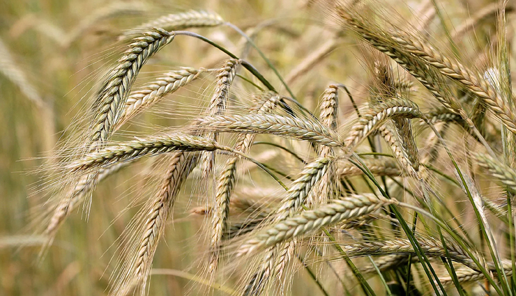 belly fat burning foods,foods for flat stomach,healthy weight loss foods,metabolism-boosting foods,fat-burning diet,belly fat reduction tips,nutrition for weight loss,healthy living tips,superfoods for weight loss,foods that burn belly fat fast