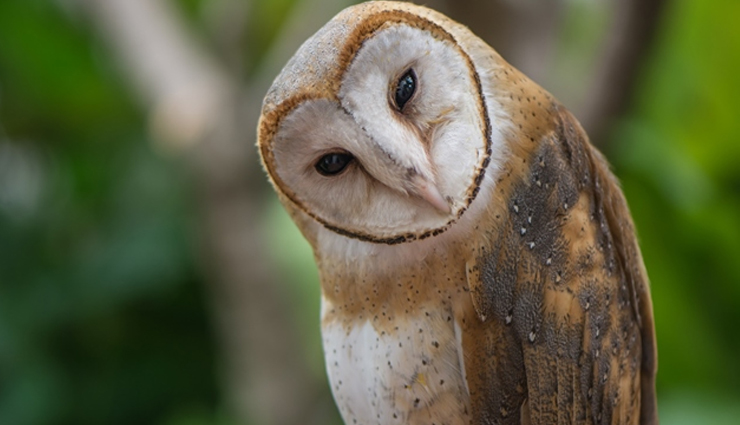 fascinating owl species,remarkable owl species,captivating owl species,enigmatic owl species,iconic owl species,owl species worldwide,diverse owl species,types of owls,owl species characteristics,owl species adaptations
