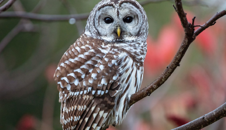 fascinating owl species,remarkable owl species,captivating owl species,enigmatic owl species,iconic owl species,owl species worldwide,diverse owl species,types of owls,owl species characteristics,owl species adaptations