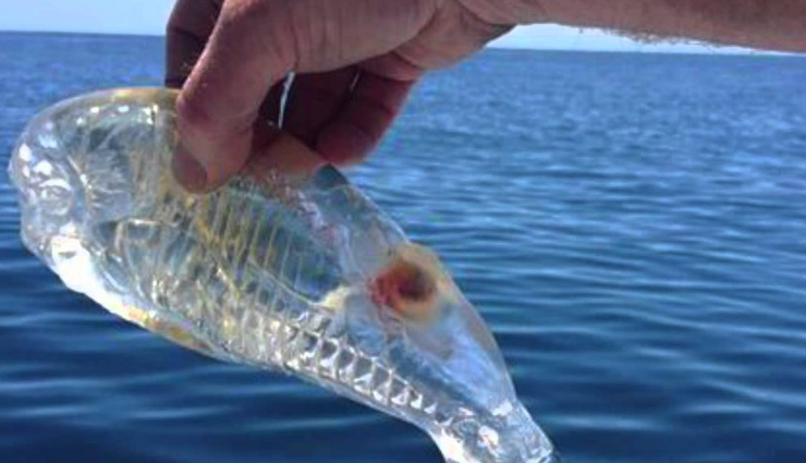 have you seen these 10 amazing transparent animals,unique animals in the world,transparent animals in the world,amazing animals in the world,must see animals in the world