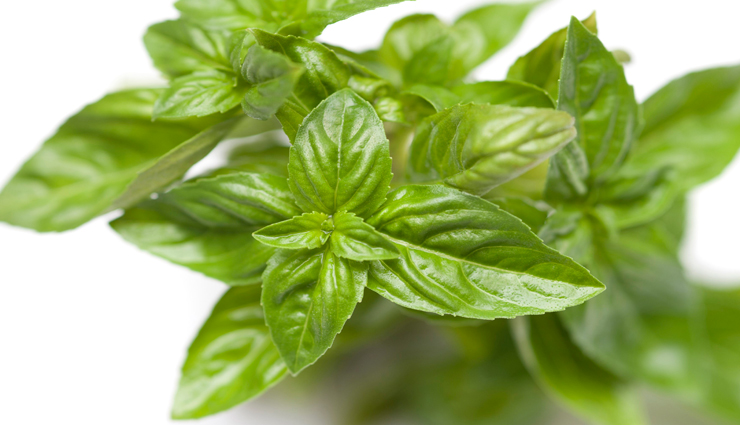 healthy living,5 amazing benefits of eating basil leaves,health benefits of basil leaves,basil leaves