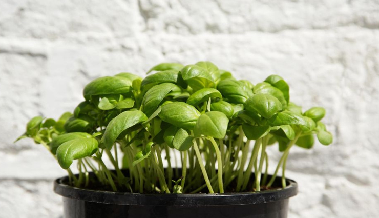 household,5 medicinal plants to grow at home,medicinal plants,kitchen garden plants