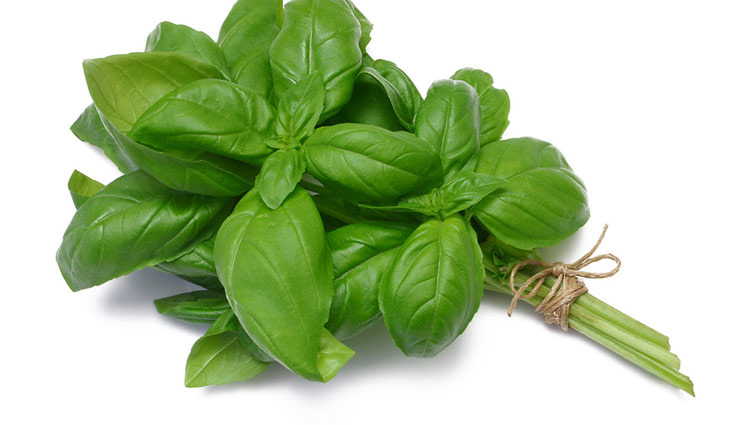 benefits of basil leaves,basil leaves benefits,tulsi plant,Health tips,healthy living ,आयुर्वेदिक चिकित्सा,तुलसी
