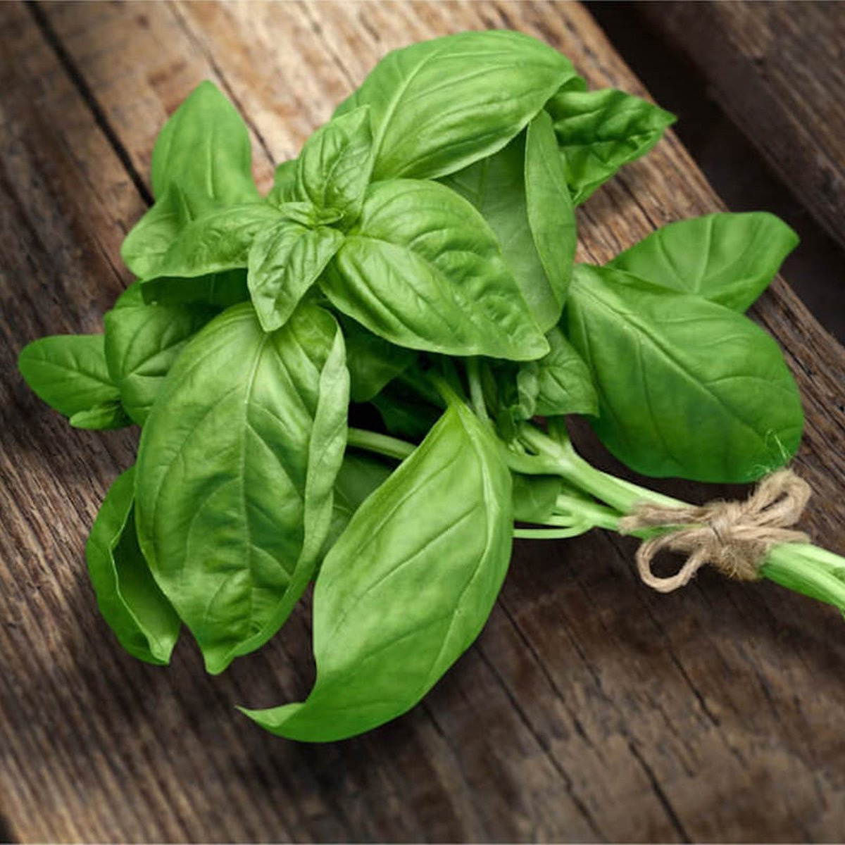 basil,skin benefits of basil,beauty benefits of basil,basil leaves,beauty tips,basil face pack,skin care tips