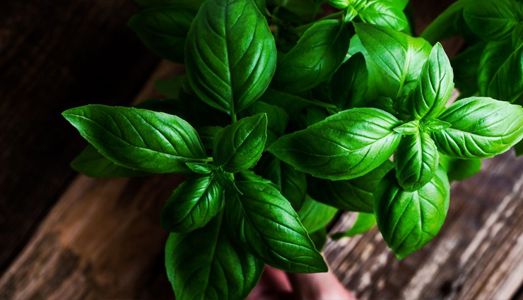 health benefits of basil leaves,basil leaves,healthy living,Health tips
