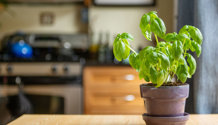 4 DIY Ways To Use Basil for Amazing Skin Care Routine