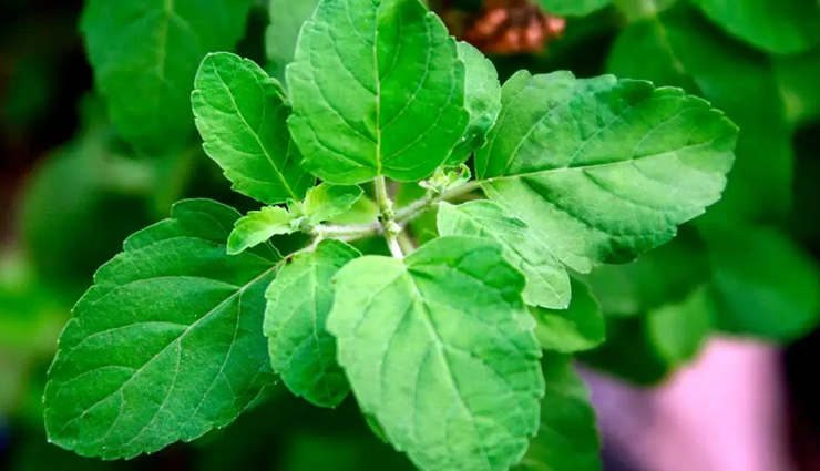 herbs for cancer prevention,spices for cancer treatment,cancer-fighting herbs,natural cancer remedies,turmeric cancer prevention,garlic benefits cancer,ginger anti-cancer properties,black pepper cancer prevention,oregano cancer benefits,cayenne pepper cancer treatment,cardamom cancer prevention,cinnamon anti-cancer,coriander cancer prevention,saffron cancer properties,rosemary cancer treatment,feverfew cancer benefits,basil cancer treatment,wheatgrass cancer prevention,cloves cancer properties,cancer-preventive herbs and spices