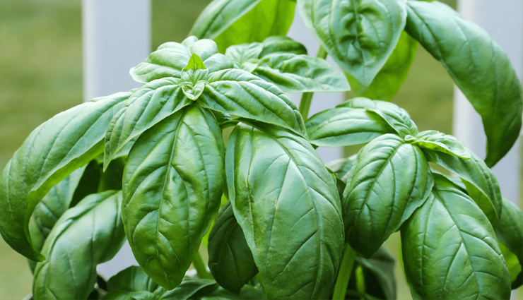 dengue fever,treating dengue fever,dengue fever treatment,home remedies to treat dengue fever,dengue fever symptoms,Health