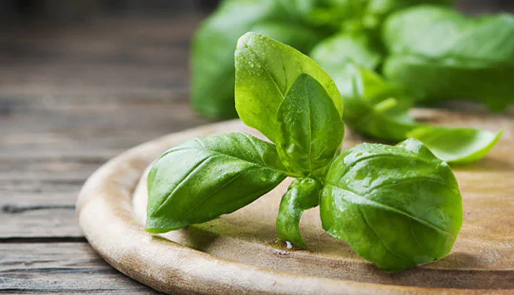 basil leaves,health benefits of basil leaves,Health tips,fitness tips