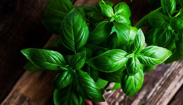 cholera symptoms,remedies effective for cholera symptoms,cholera symptoms treatment,home remedies to treat cholera symptoms,Health,Health tips