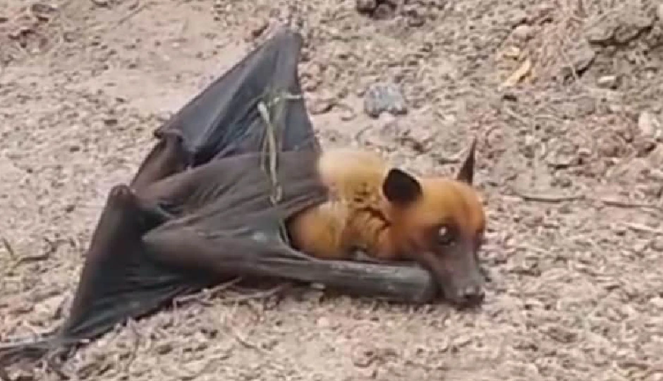 भीलवाड़ा में दिखा विशाल चमगादड़, 5 फीट चौड़े पंख, 2 किलोग्राम वजन