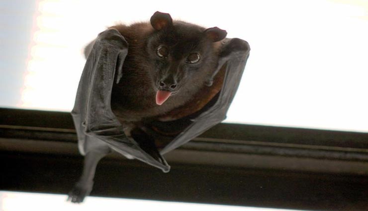 vastu tips in hindi,negative effects of things,negativity in life