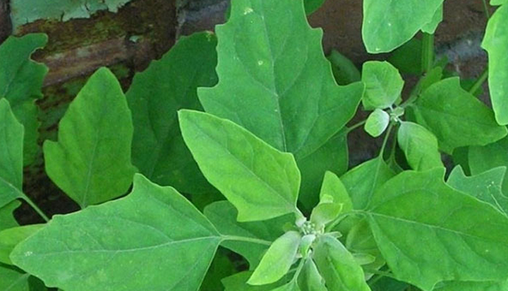 Eating This Leafy Veggie Will Help You Cure Constipation and Other Health Problems