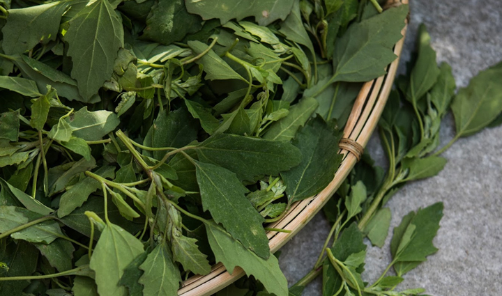 सर्दियों में जरूर करें बथुआ का सेवन, सेहत को मिलेंगे ये जबरदस्त फायदे 