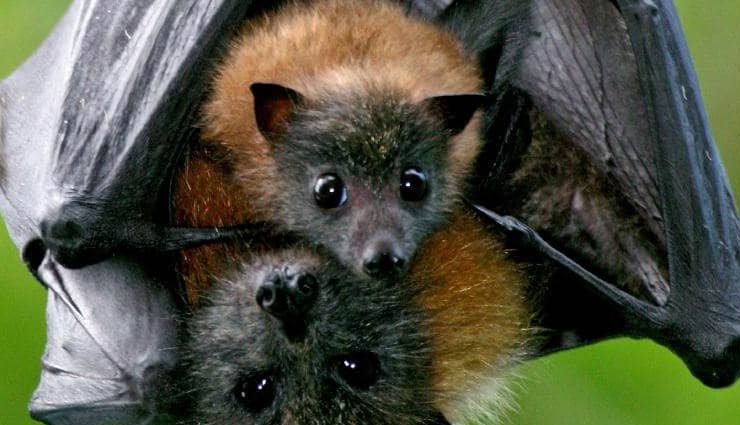 निपाह वायरस : चमगादड़ से है बड़ा खतरा! घर के आसपास भी दिखे तो करे ये उपाय