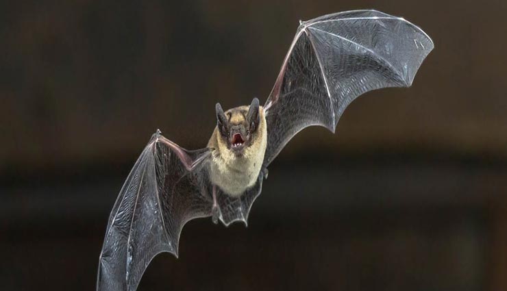 थाईलैंड़ में पाया जाता है सबसे छोटा चमगादड़, वजन मात्र 2.5 ग्राम, जानें इनसे सम्बंधित रोचक तथ्य