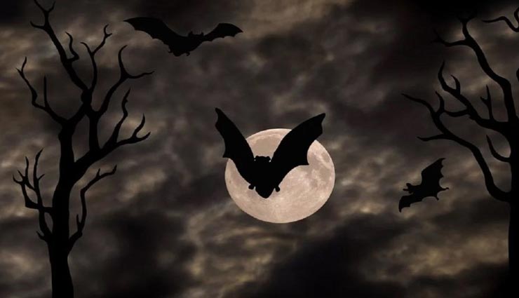 weird news,weird information,sarsai village,bihar,bats are worshipped