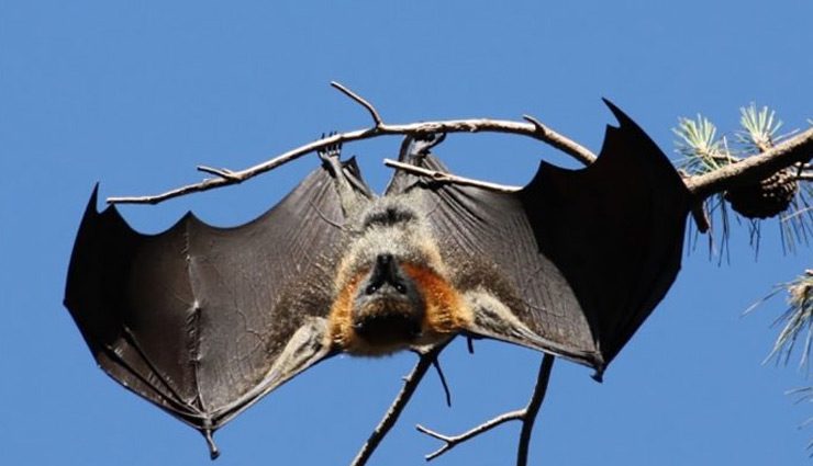 नए अध्ययन में दावा : सांप नहीं इस जानवर से इंसानों में फैला कोरोना वायरस coronavirus,pangolin,human,coronavirus infection,research,coronavirus news